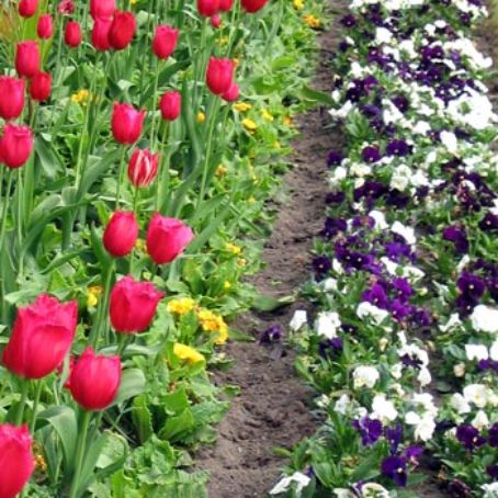 tulipa 3 - lalea