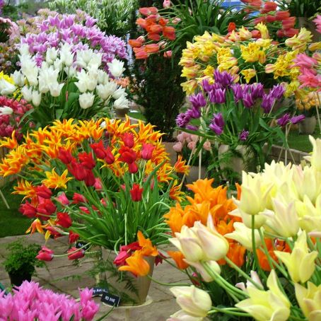 tulipa 2 - lalea