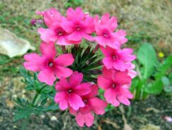 ../plante-si-flori/photos/gradina/verbena-6329525.jpg