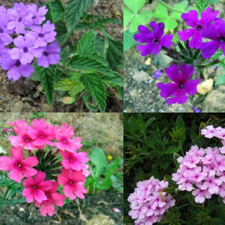 verbena 1 - urzicuta