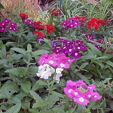 verbena 2 - urzicuta