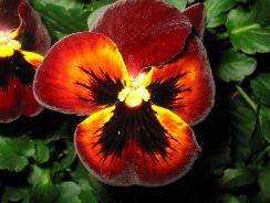 viola-pansele