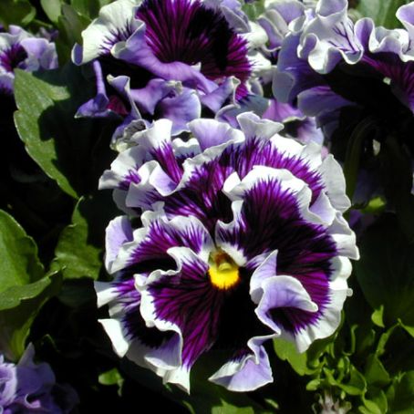 viola 5 - pansele