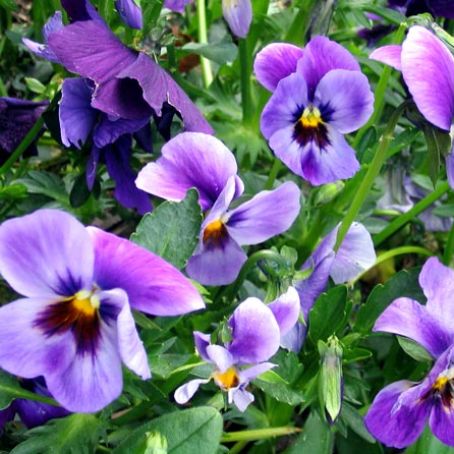 viola 7 - pansele