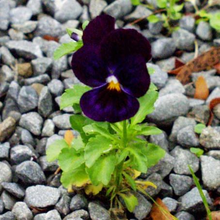 viola 8 - pansele