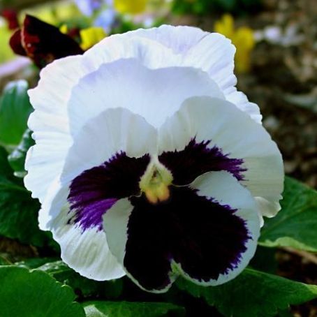 viola 2 - pansele