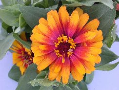 zinnia-carciumarese