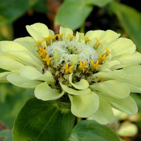 zinnia 5 - carciumarese