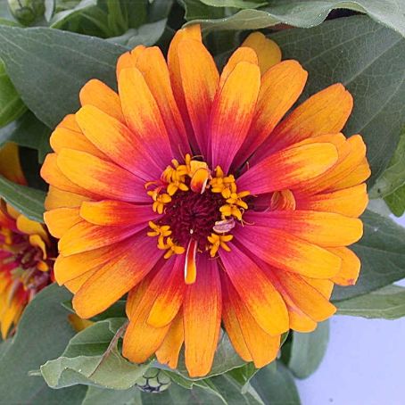 zinnia 1 - carciumarese