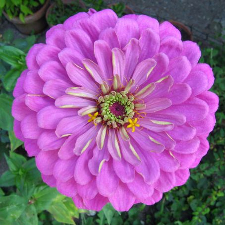 zinnia 2 - carciumarese