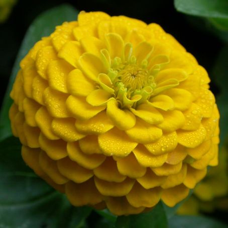 zinnia 3 - carciumarese