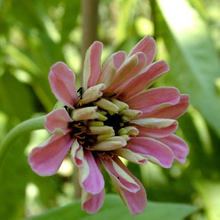 zinnia 4 - carciumarese