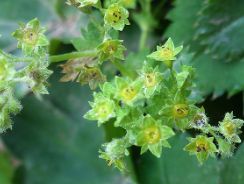 alchemilla-vulgaris-cretisoara