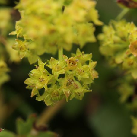 alchemilla vulgaris 5 - cretisoara