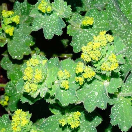 alchemilla vulgaris 6 - cretisoara