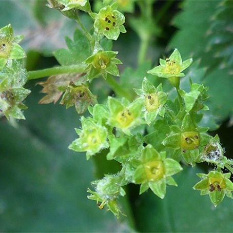 alchemilla vulgaris 1 - cretisoara