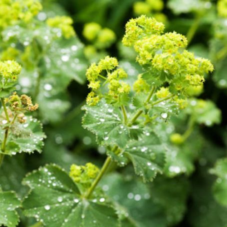 alchemilla vulgaris 3 - cretisoara