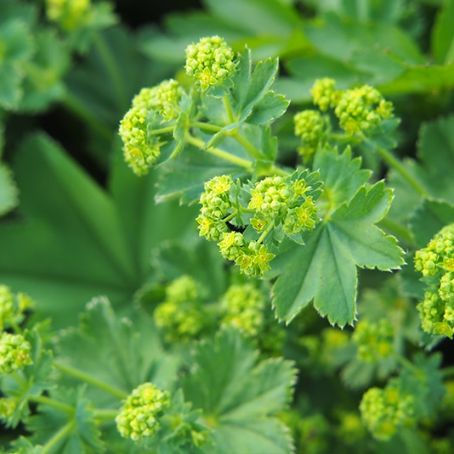 alchemilla vulgaris 2 - cretisoara