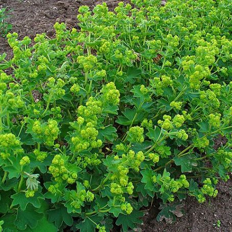 alchemilla vulgaris 4 - cretisoara