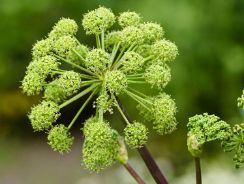 angelica-archangelica-angelica