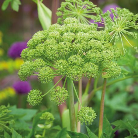 angelica archangelica 3 - angelica