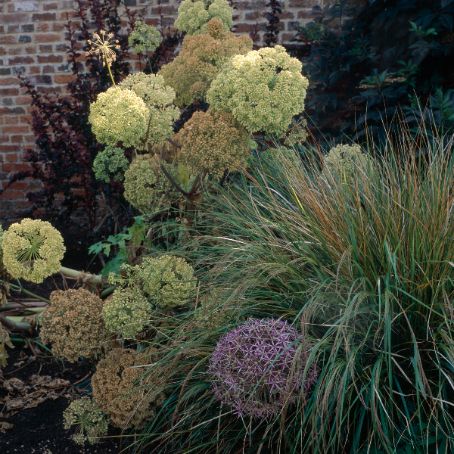 angelica archangelica 4 - angelica