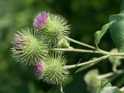 arctium-lappa-brusture