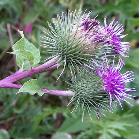 arctium lappa 2 - brusture