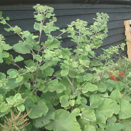 arctium lappa 4 - brusture