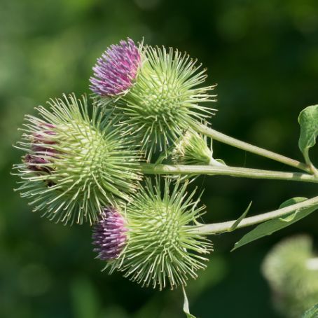 arctium lappa 1 - brusture