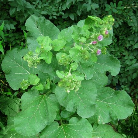 arctium lappa 3 - brusture