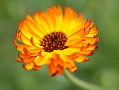 calendula-officinalis-galbenele