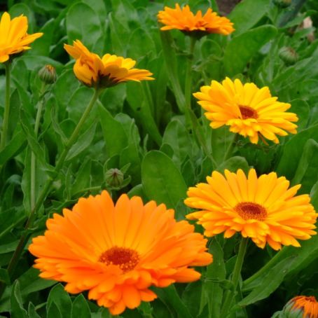 calendula officinalis 4 - galbenele