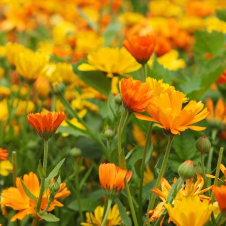 calendula officinalis 3 - galbenele