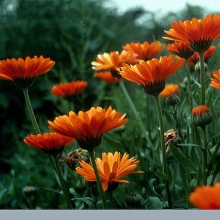 calendula officinalis 6 - galbenele