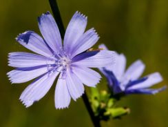 cichorium-intybus-cicoare