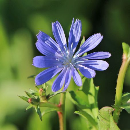 cichorium intybus 5 - cicoare