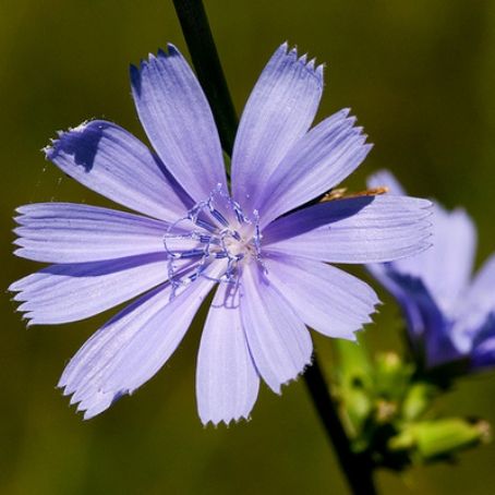 cichorium intybus 1 - cicoare