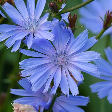 cichorium intybus 2 - cicoare