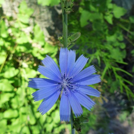 cichorium intybus 6 - cicoare