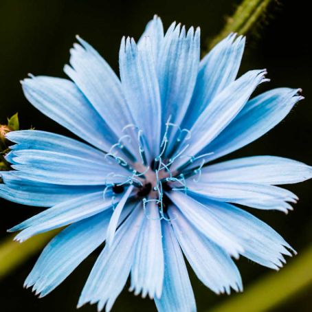 cichorium intybus 3 - cicoare