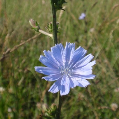 cichorium intybus 4 - cicoare