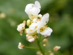 cochlearia-armoracia-hreanul