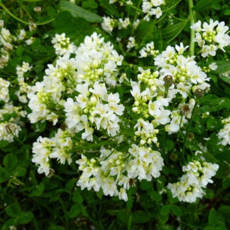 cochlearia armoracia 2 - hreanul