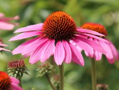 echinacea-purpurea-echinacea