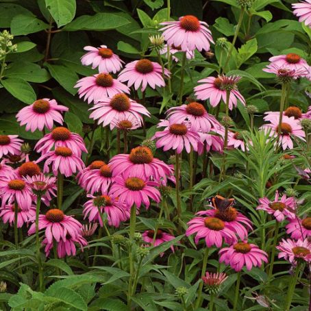 echinacea purpurea 3 - echinacea