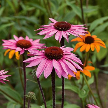 echinacea purpurea 4 - echinacea
