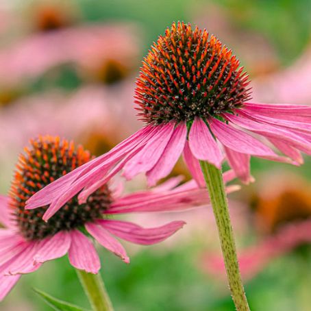 echinacea purpurea 1 - echinacea