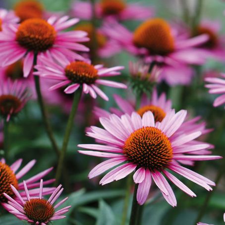 echinacea purpurea 2 - echinacea