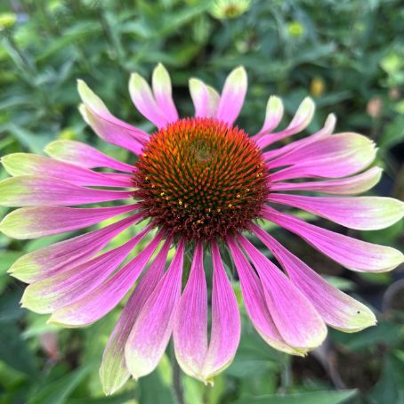 echinacea purpurea 5 - echinacea
